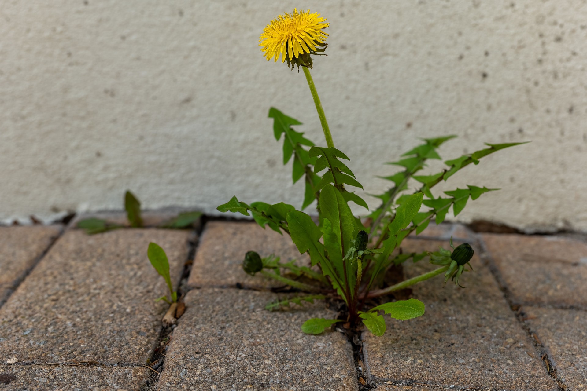 Dandelion bursting through concrete, showcasing nature's resilience in an urban environment during a bright sunny day